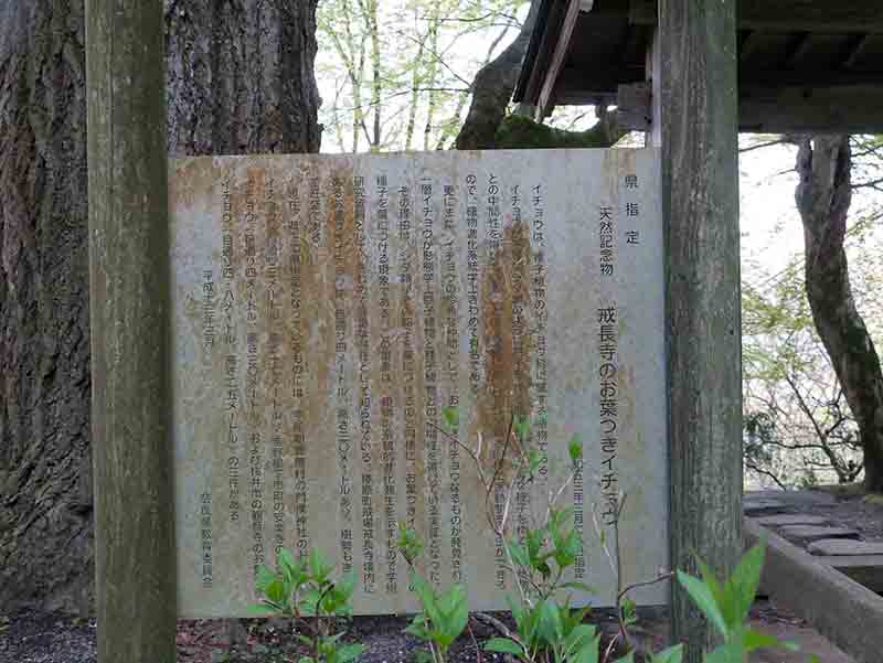 戒長寺のお葉つきイチヨウ