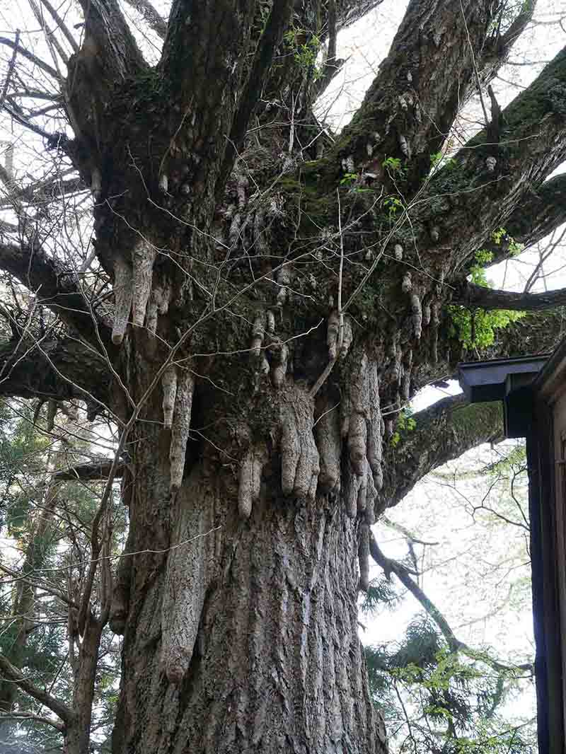 戒長寺のお葉つきイチヨウ