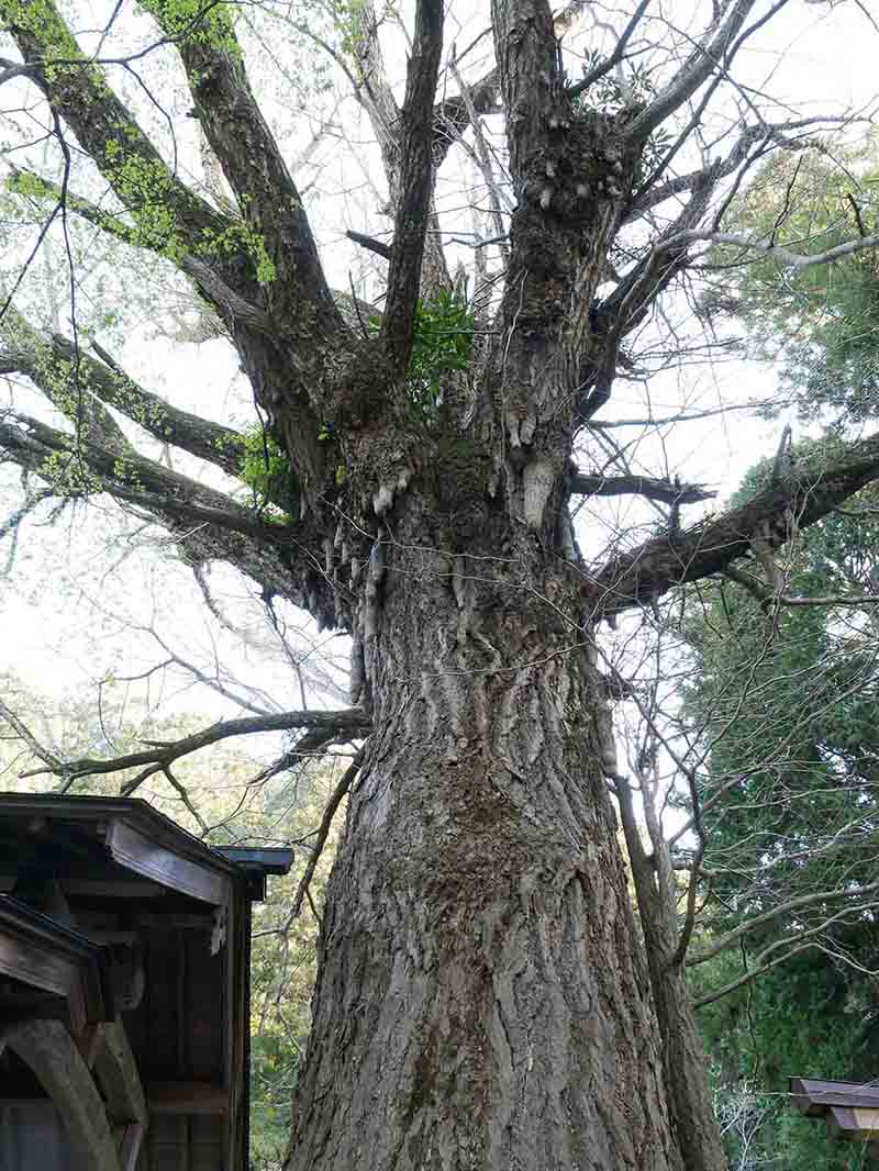 戒長寺のお葉つきイチヨウ