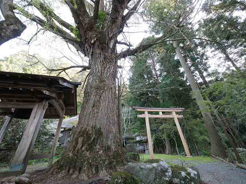 戒長寺のお葉つきイチヨウ