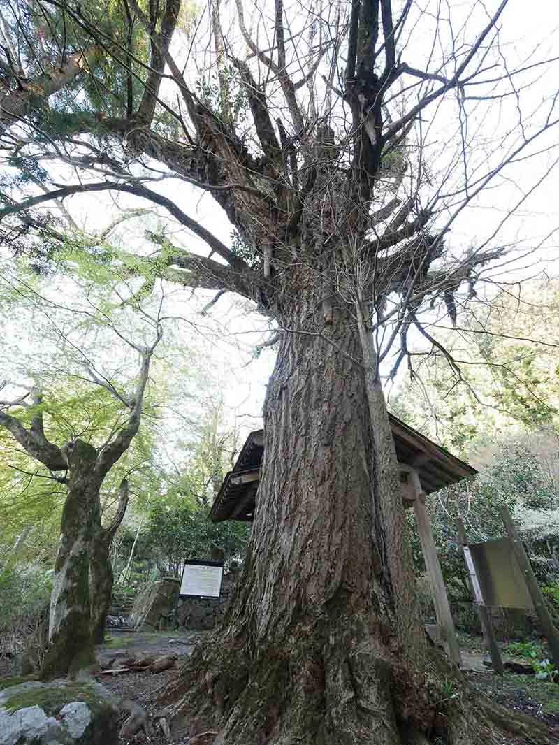 戒長寺のお葉つきイチヨウ