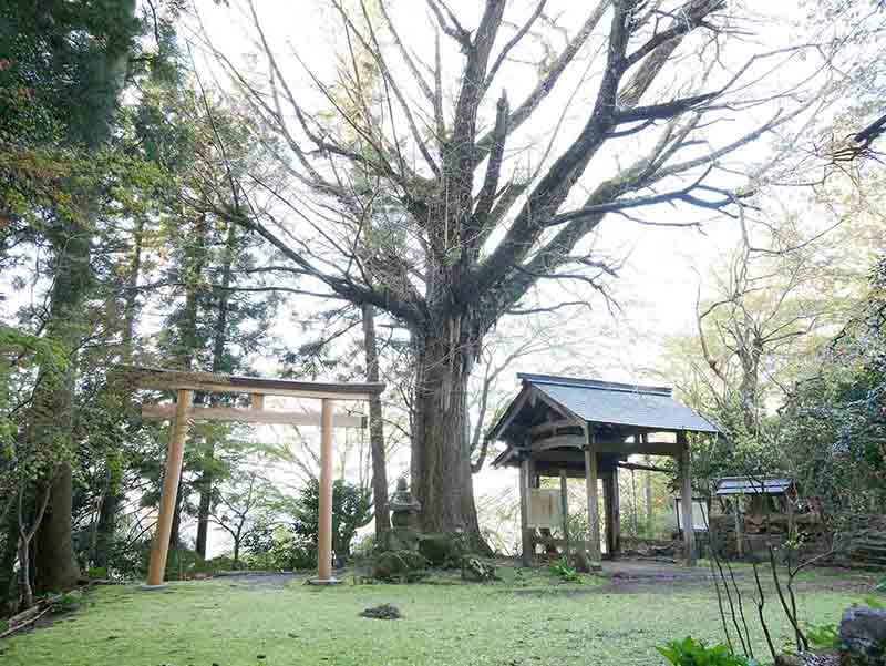 戒長寺のお葉つきイチヨウ