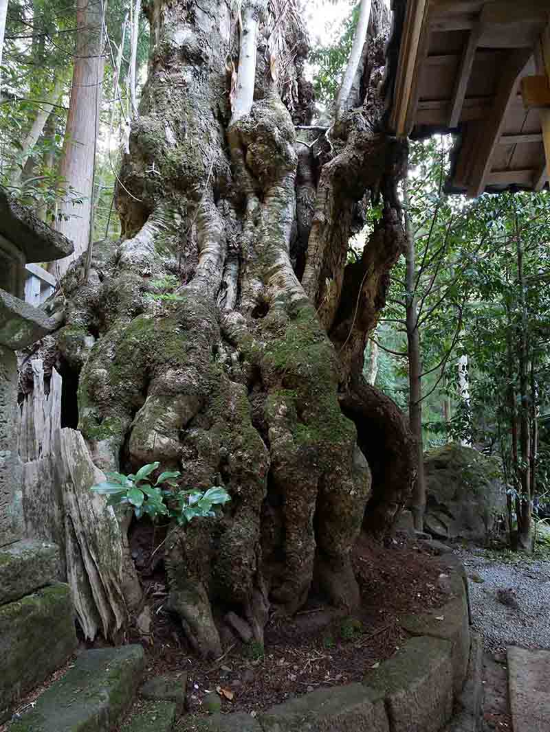 戒場神社のホオノキ