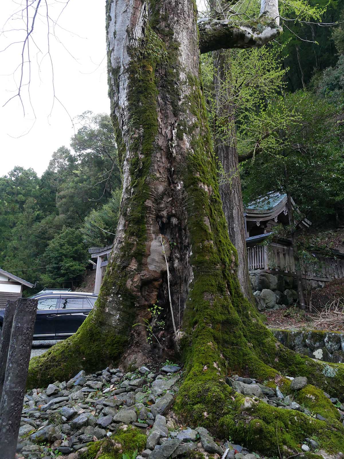 大豆生八幡神社のムクロジ 