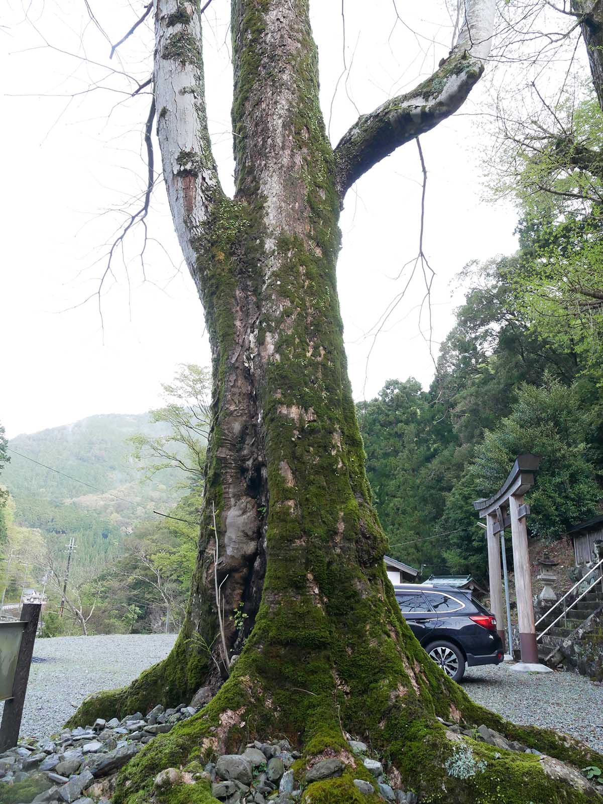 大豆生八幡神社のムクロジ 