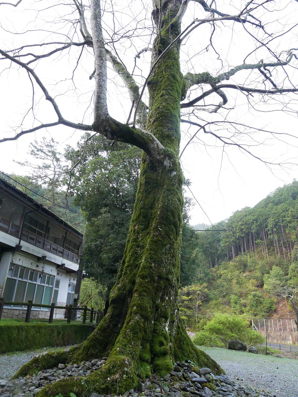 大豆生八幡神社のムクロジ 