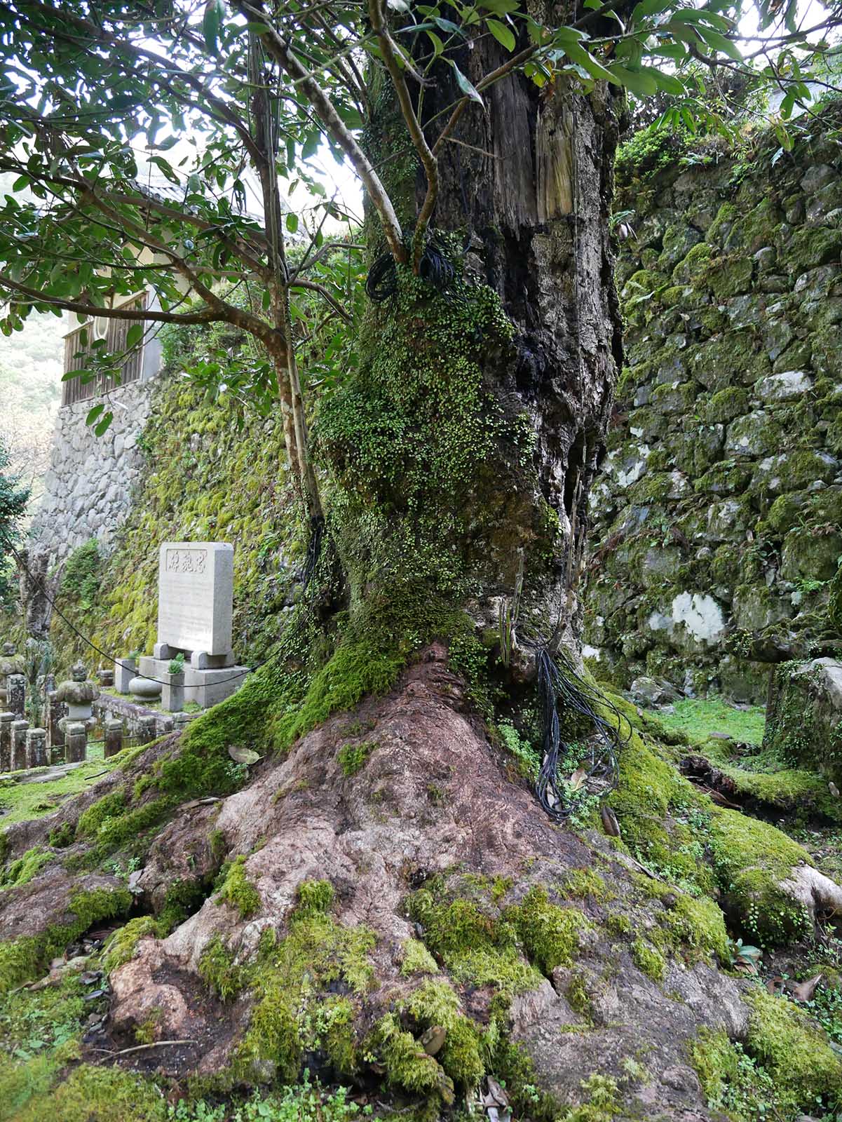 運川寺のタラヨウ 