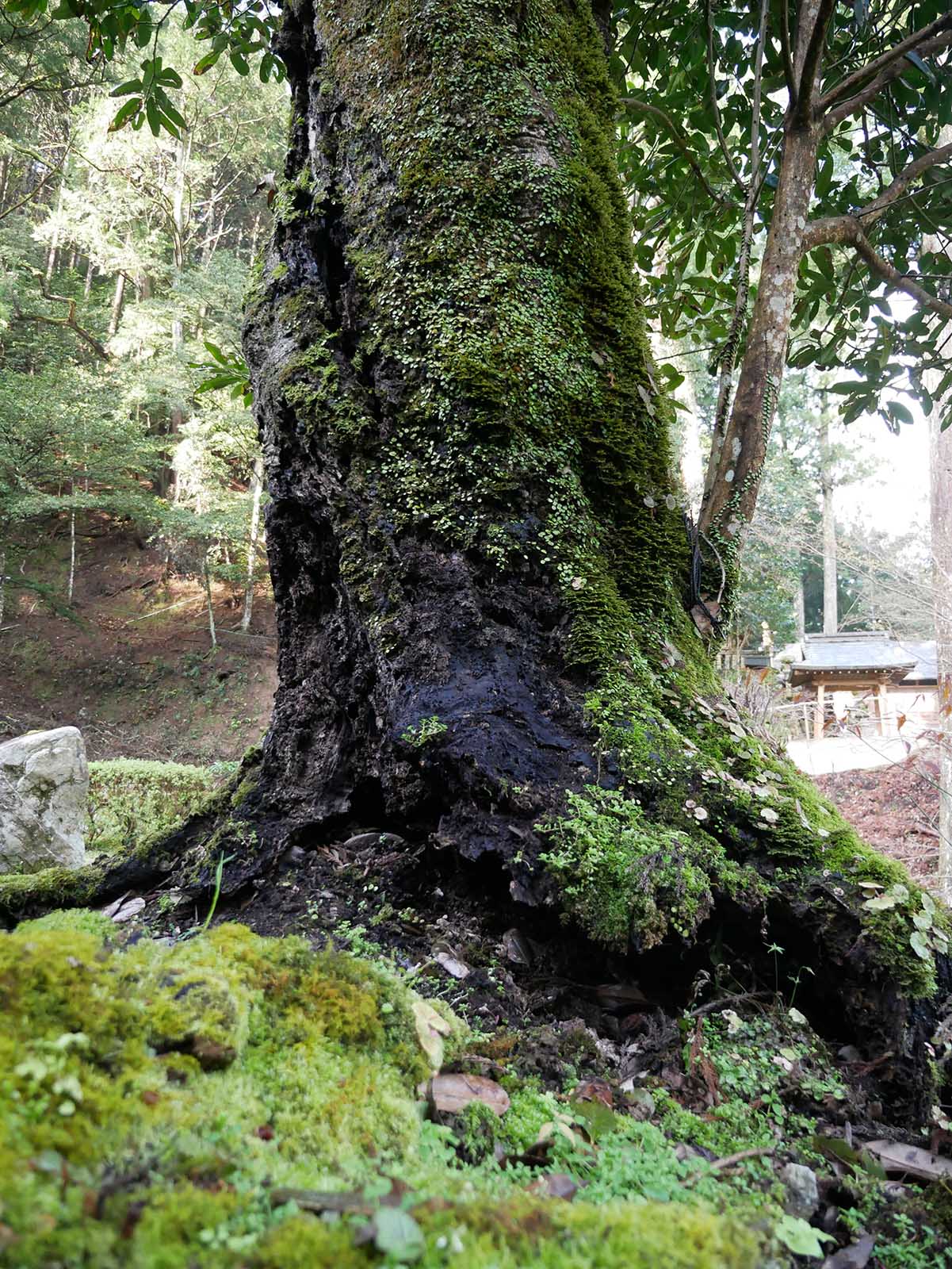 運川寺のタラヨウ 