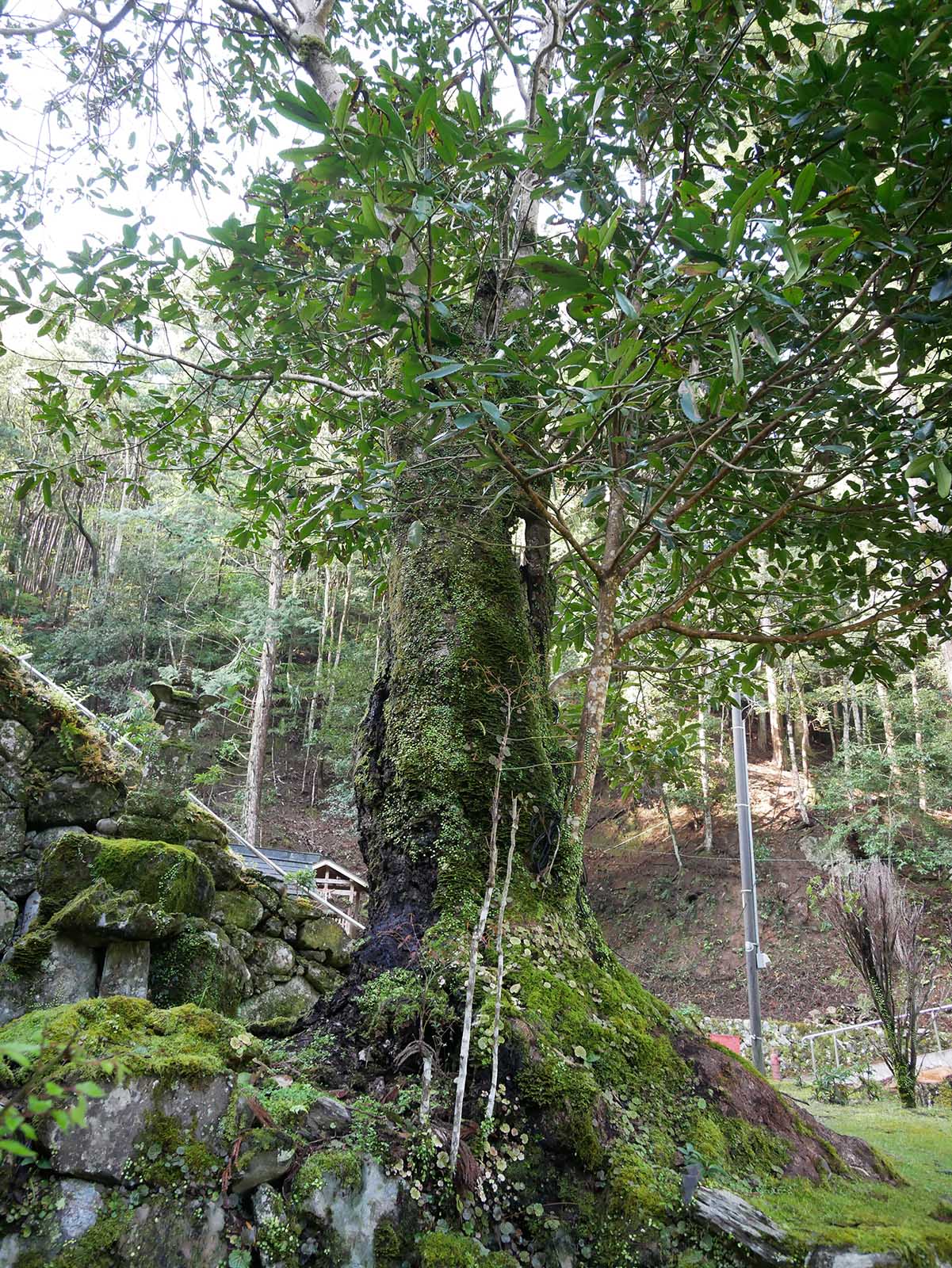 運川寺のタラヨウ 