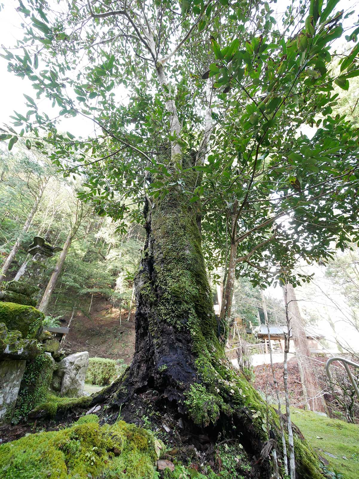 運川寺のタラヨウ 