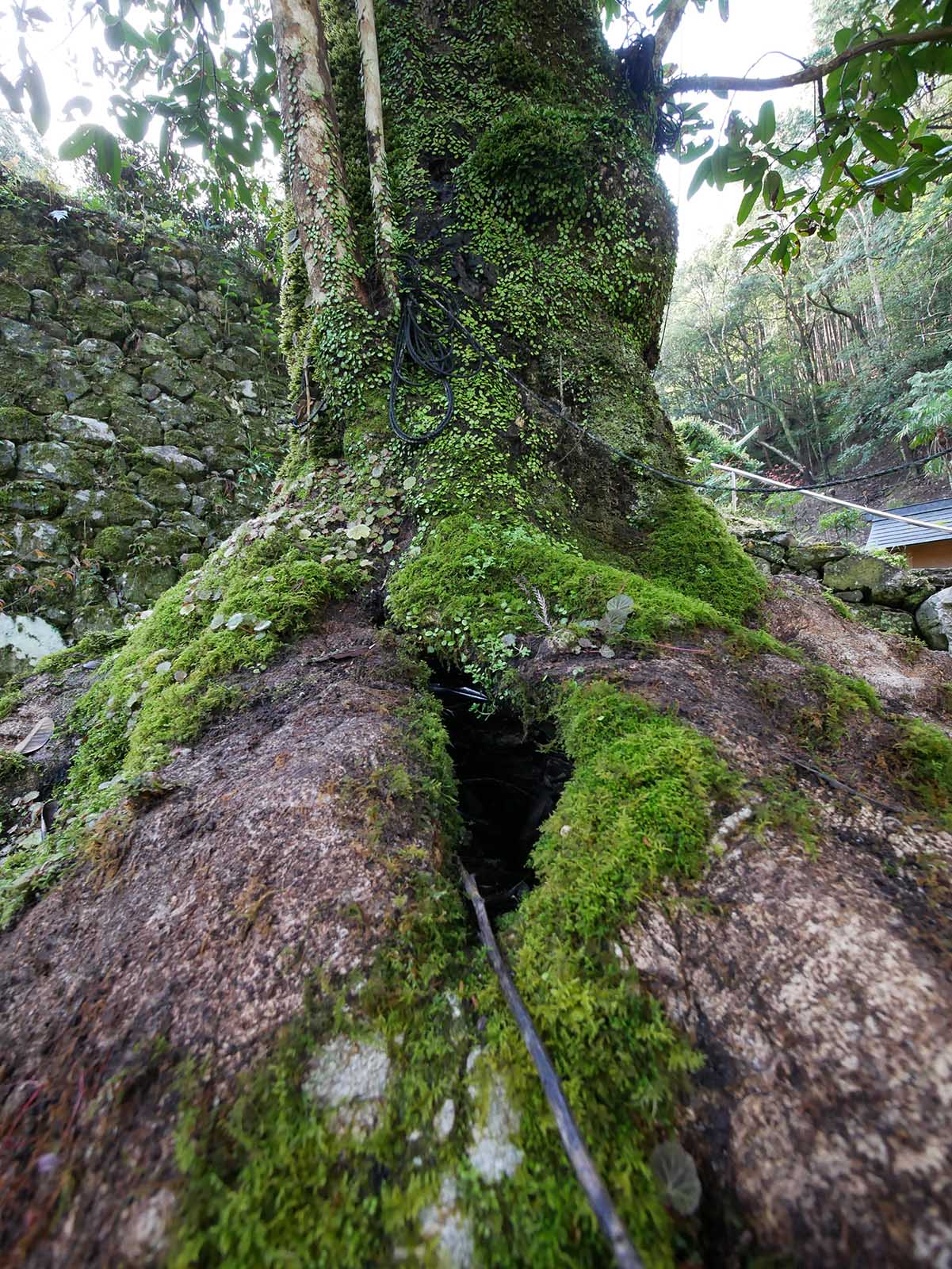 運川寺のタラヨウ 