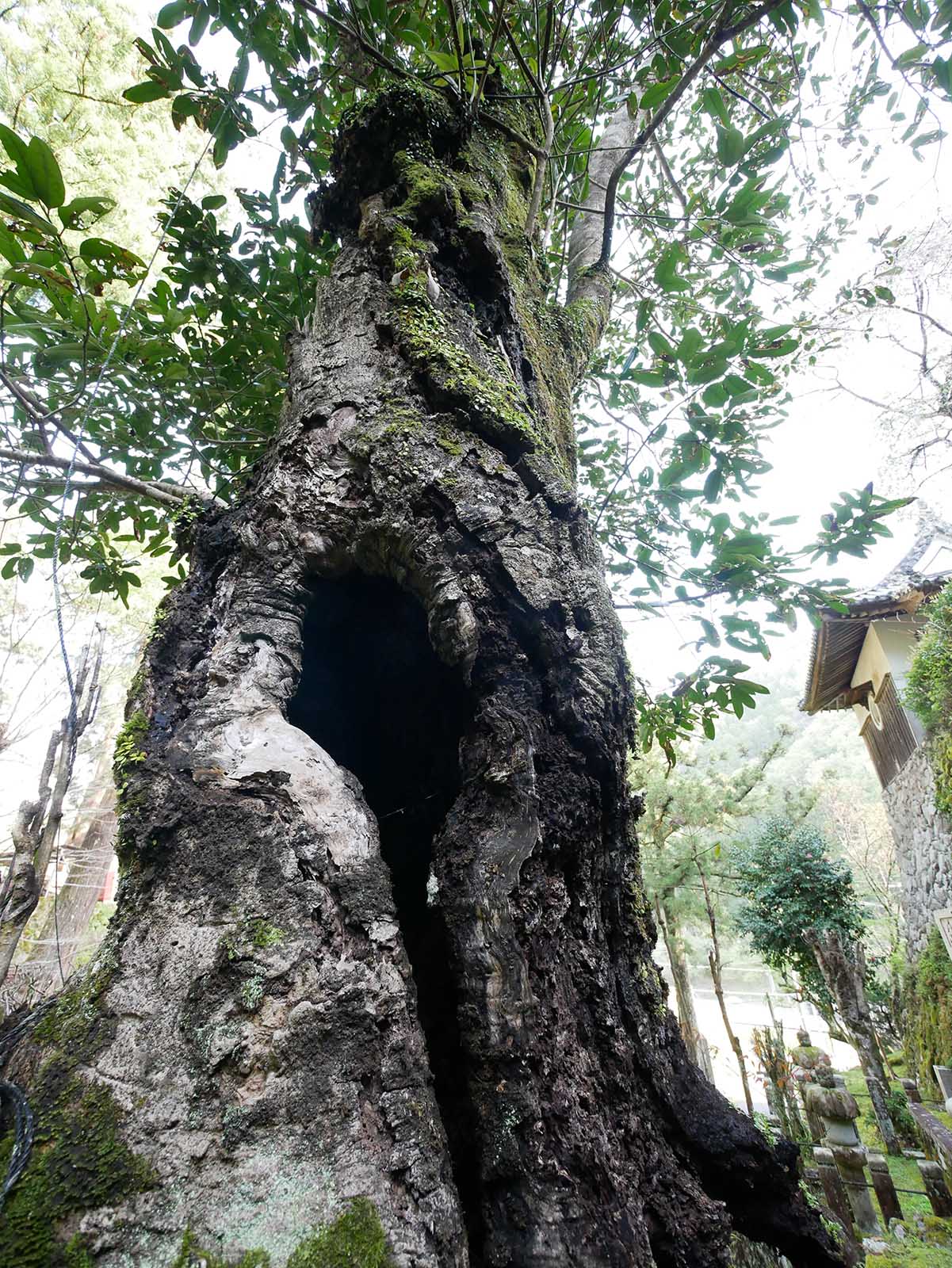 運川寺のタラヨウ 