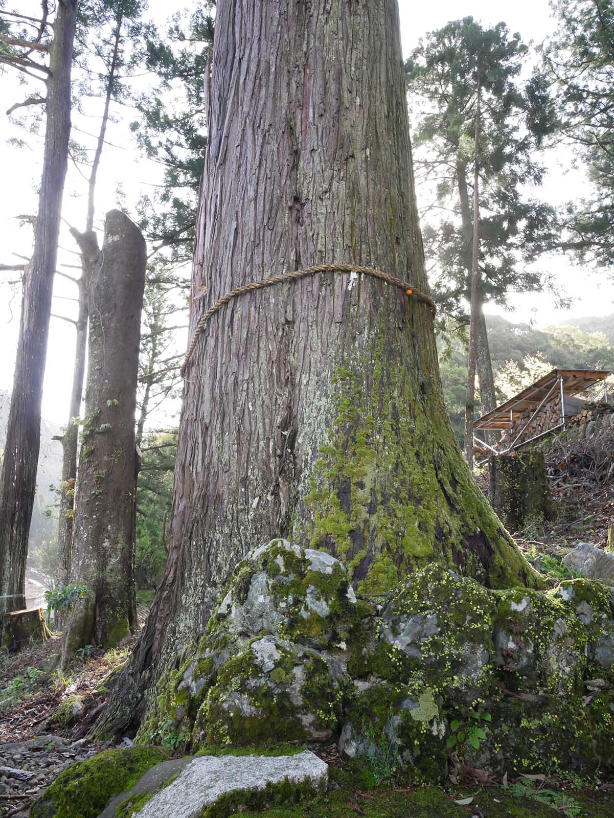 烏川神社の第二スギ 