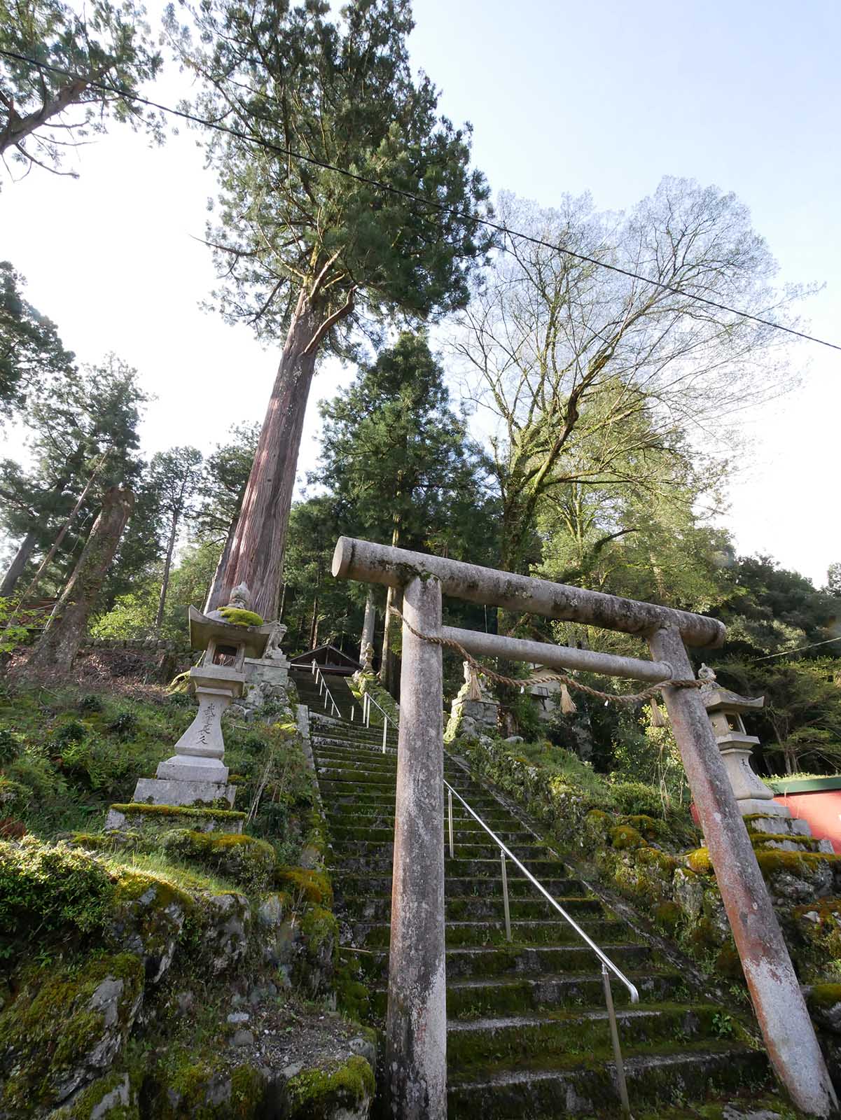 烏川神社の第二スギ 