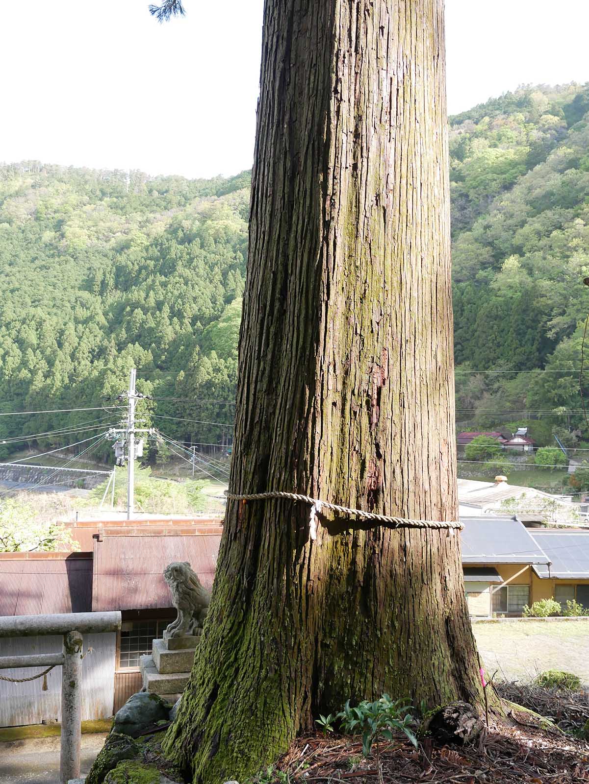 烏川神社の第二スギ 