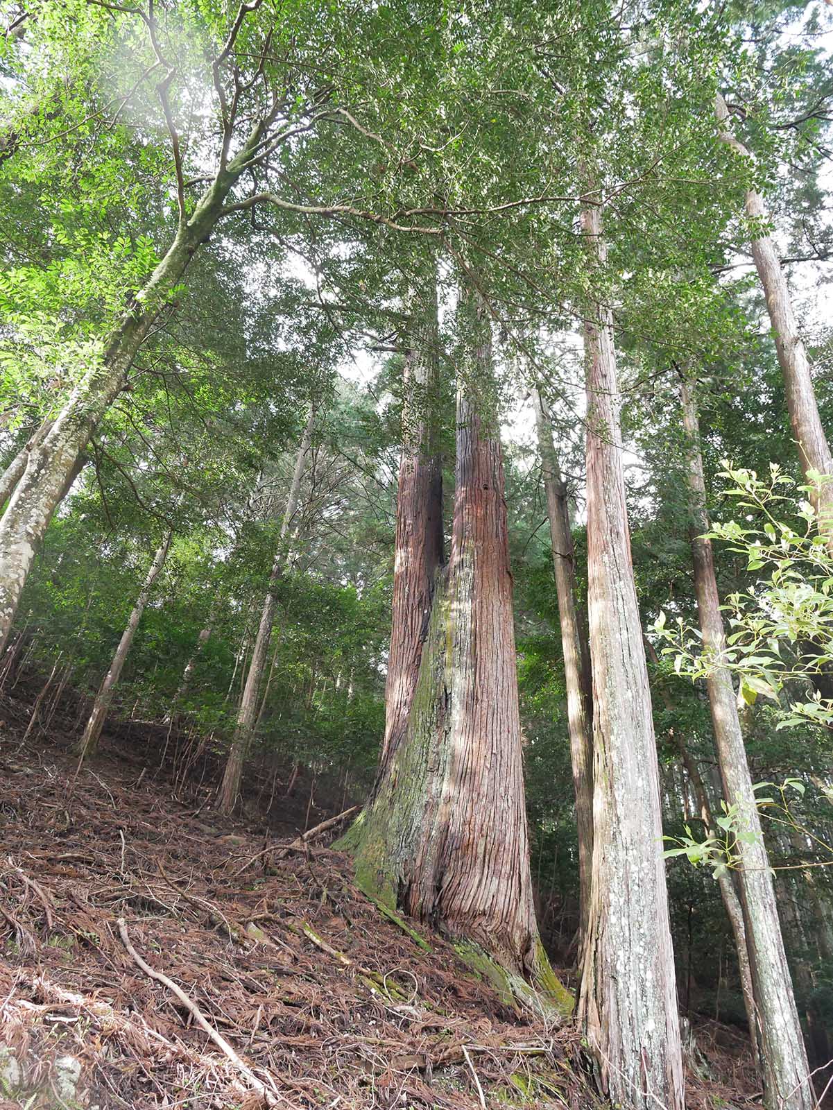 烏川神社の大スギ 