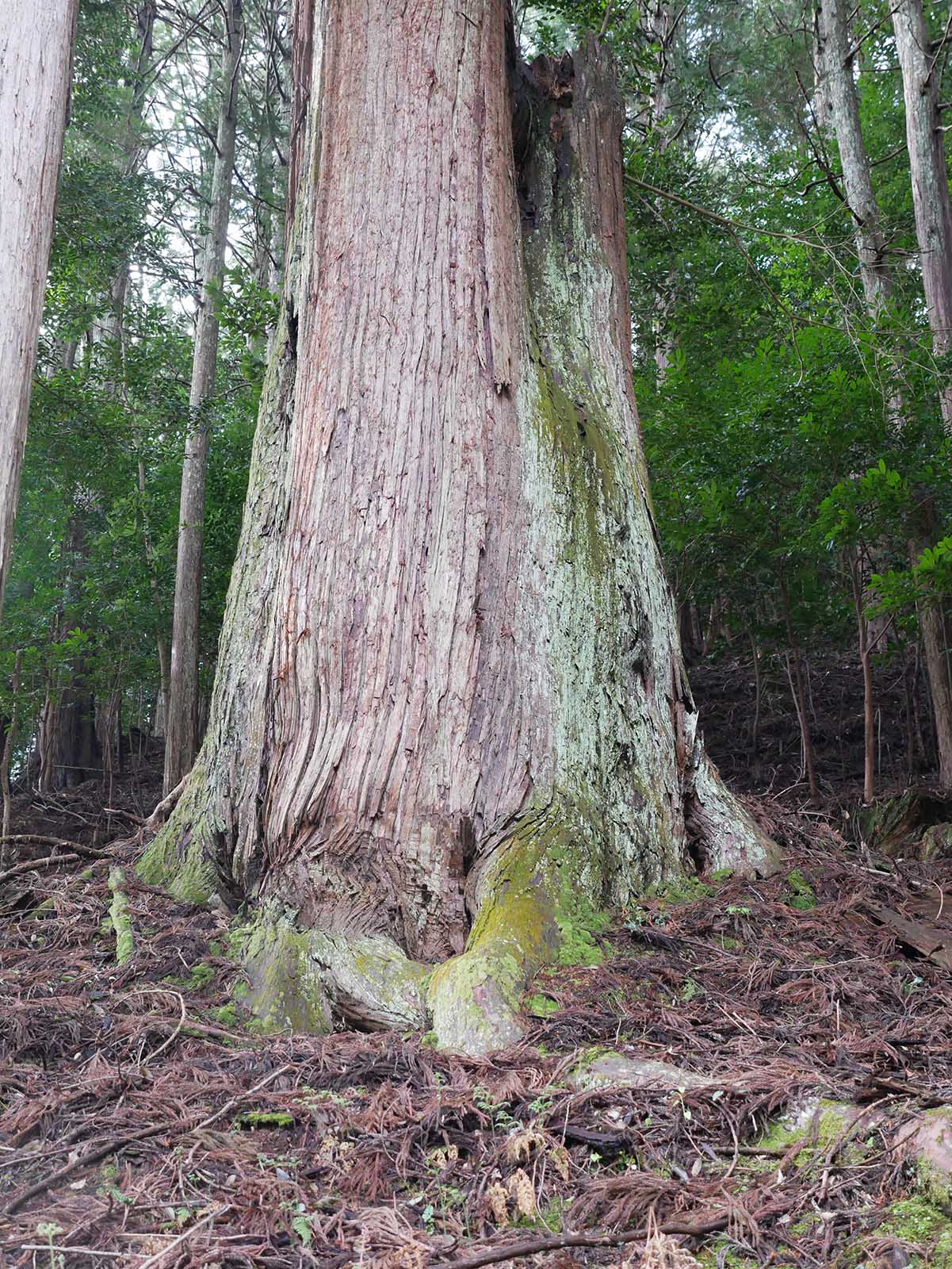 烏川神社の大スギ 