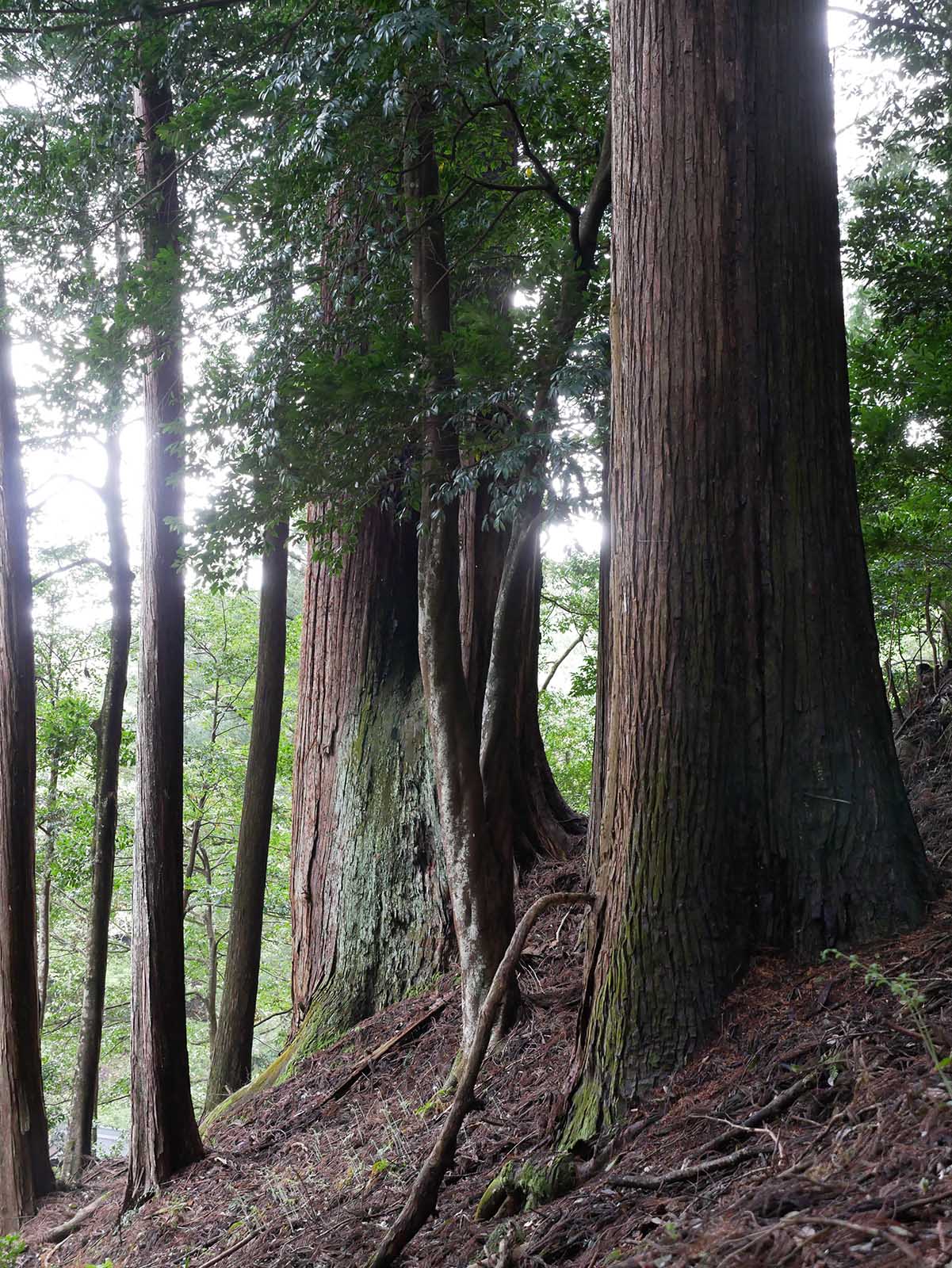 烏川神社の大スギ 