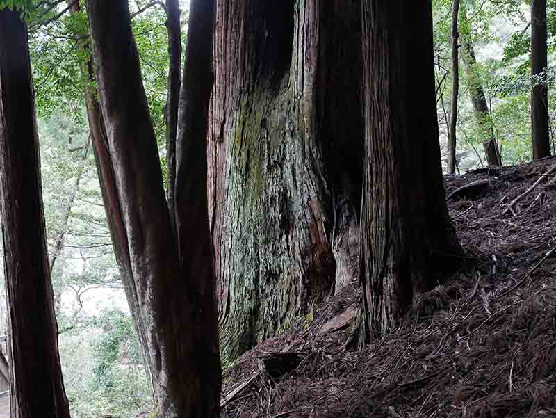 烏川神社の大スギ 