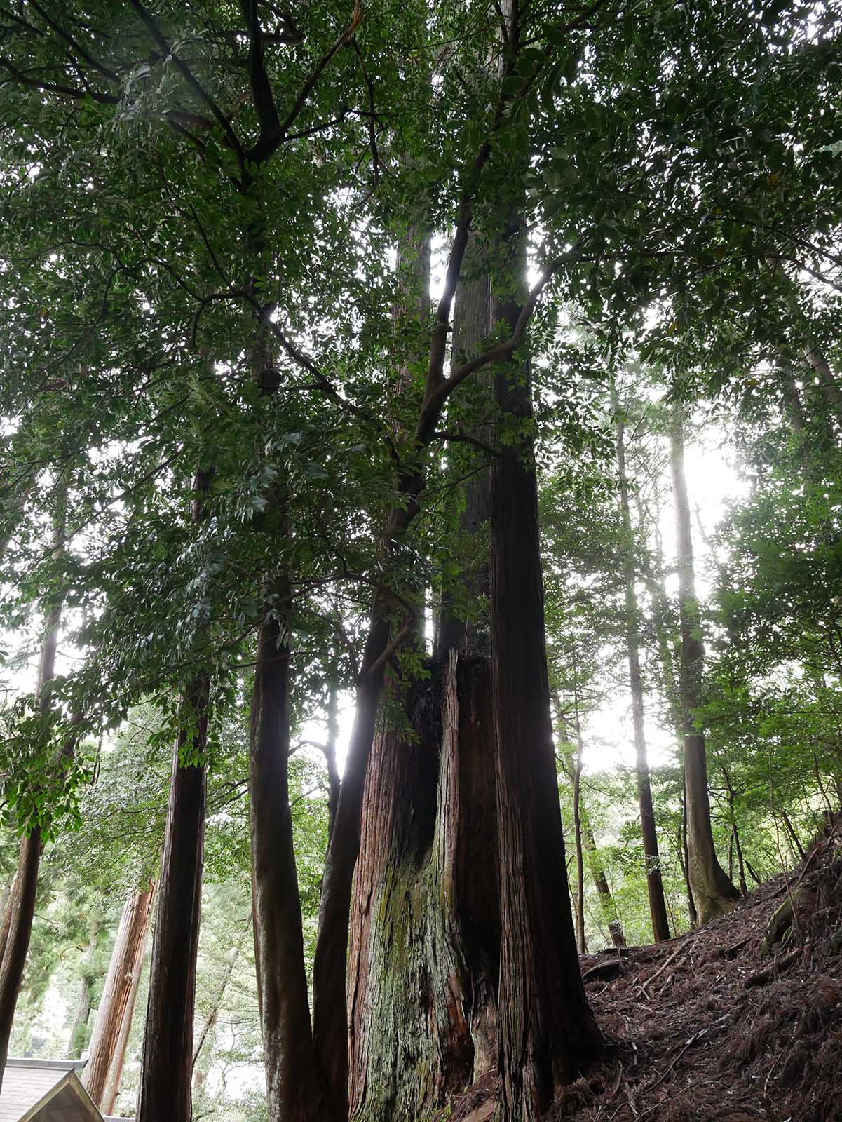 烏川神社の大スギ 