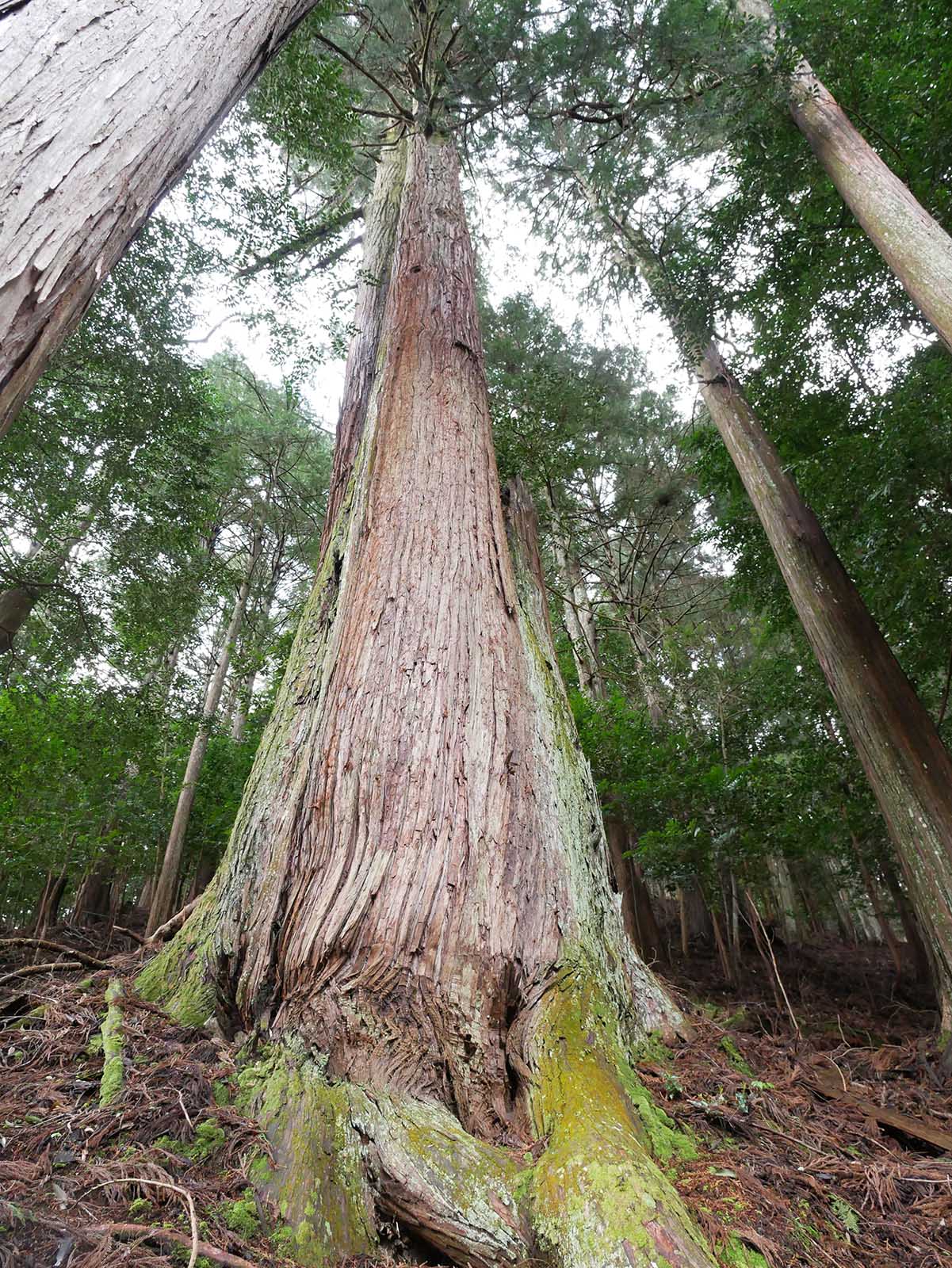 烏川神社の大スギ 