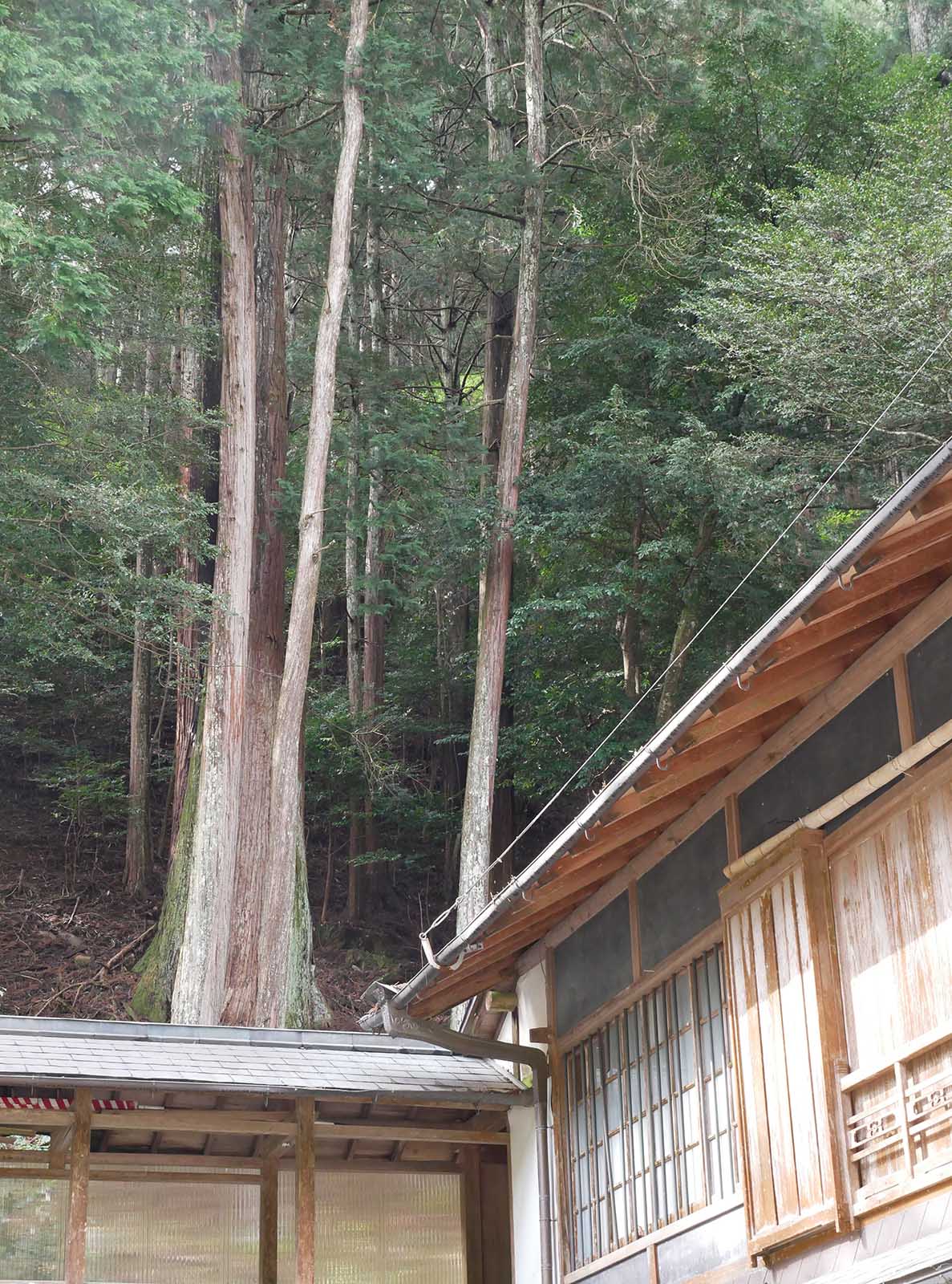 烏川神社の大スギ 