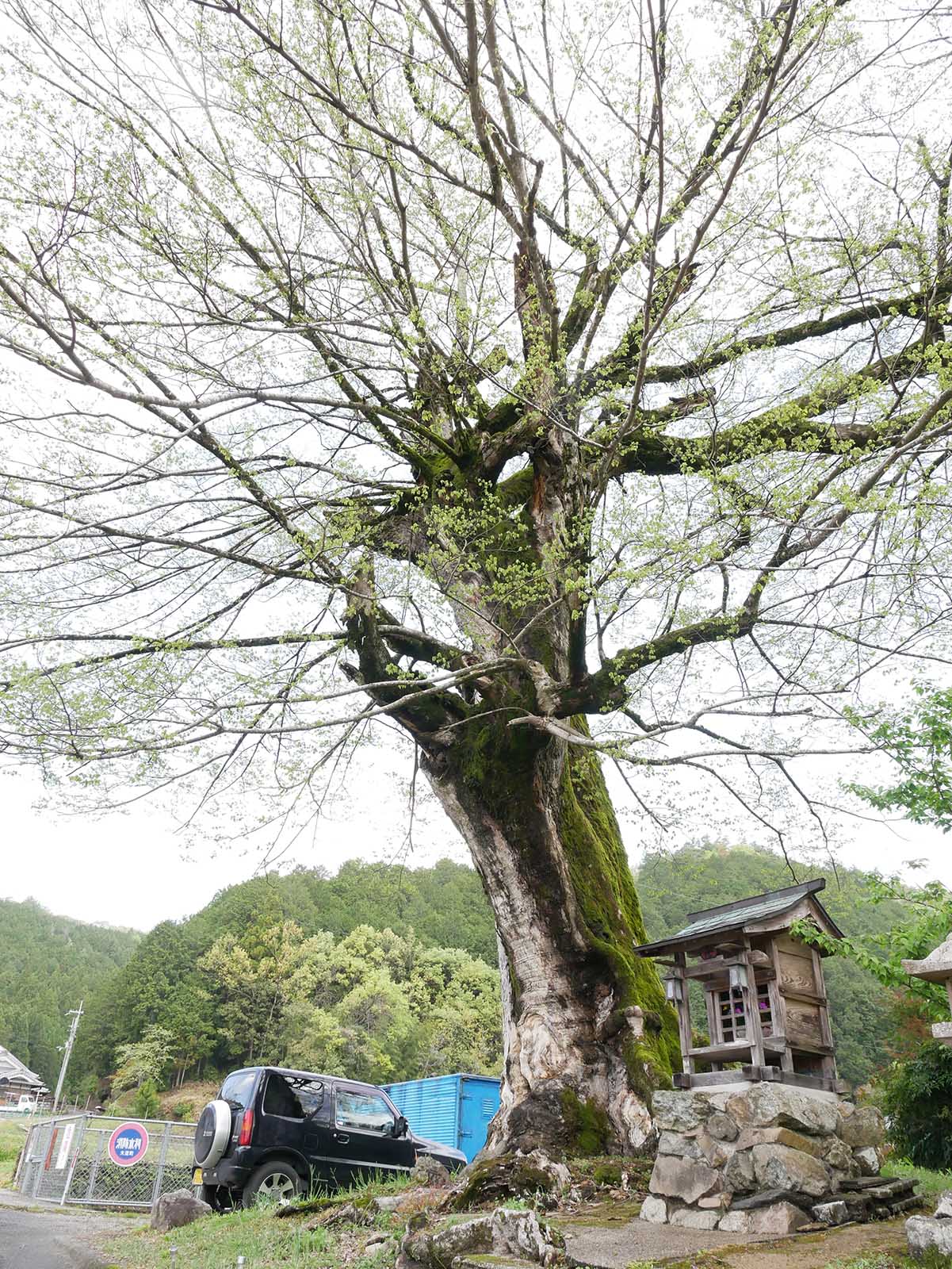 比曽のムクノキの巨樹 