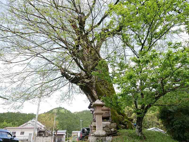 比曽のムクノキの巨樹 