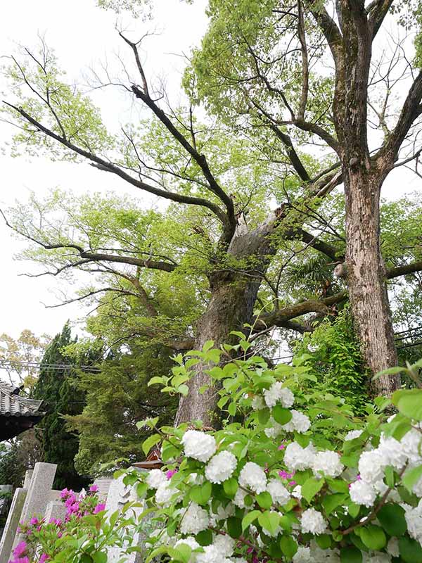 吉祥草寺のムクノキ