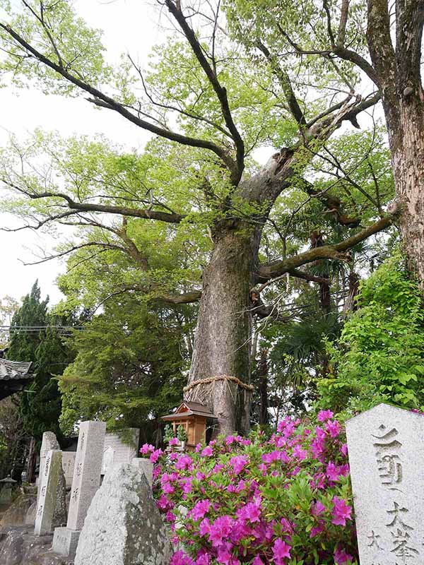 吉祥草寺のムクノキ