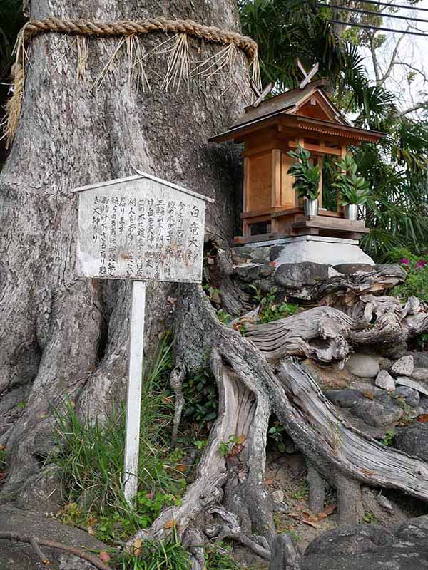 吉祥草寺のムクノキ