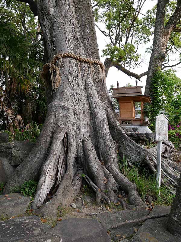 吉祥草寺のムクノキ