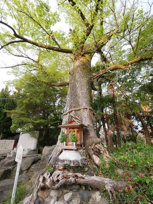 吉祥草寺のムクノキ