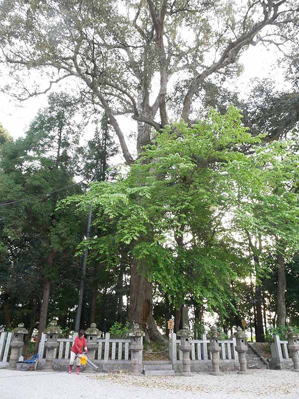 鴨都波神社のイチイガシ