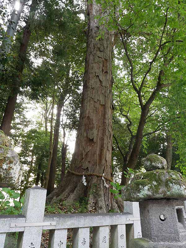 鴨都波神社のイチイガシ