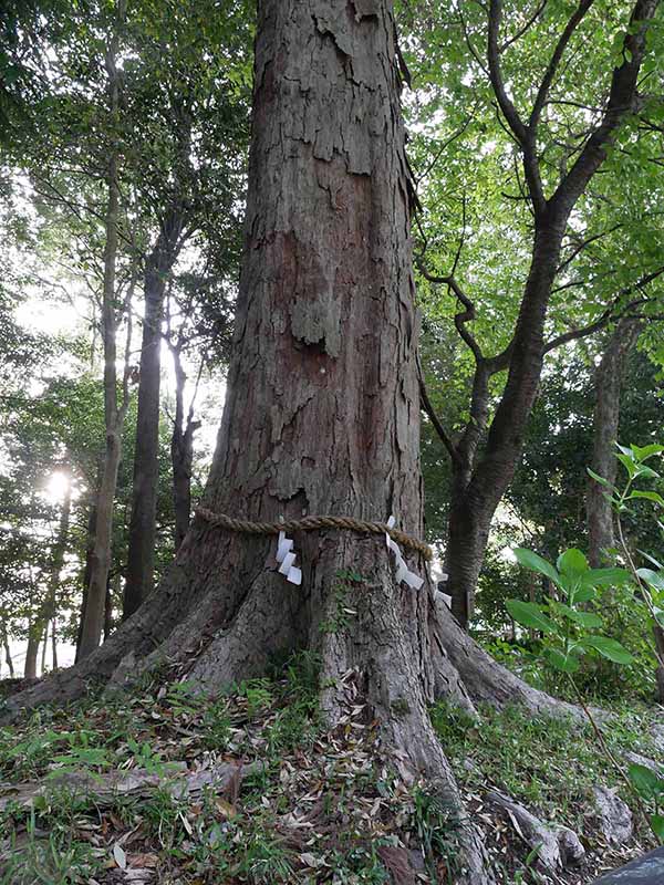 鴨都波神社のイチイガシ