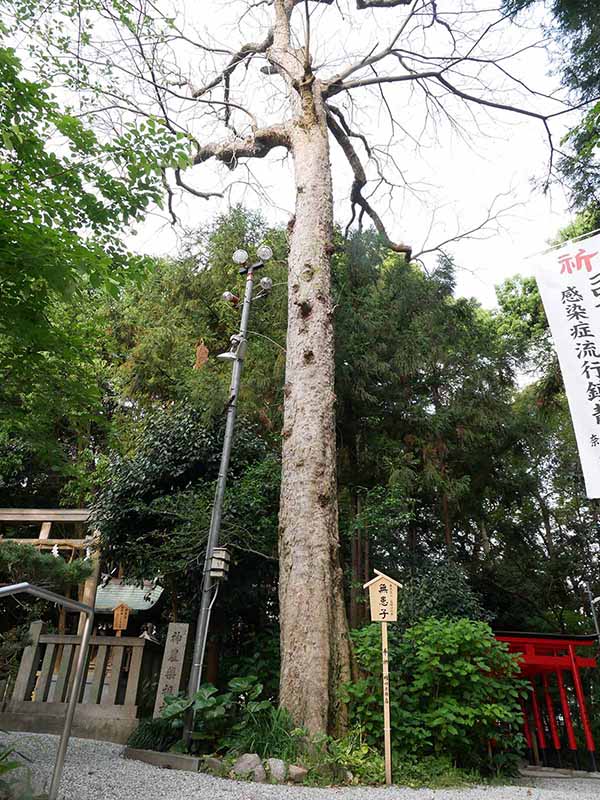 鴨都波神社のイチイガシ