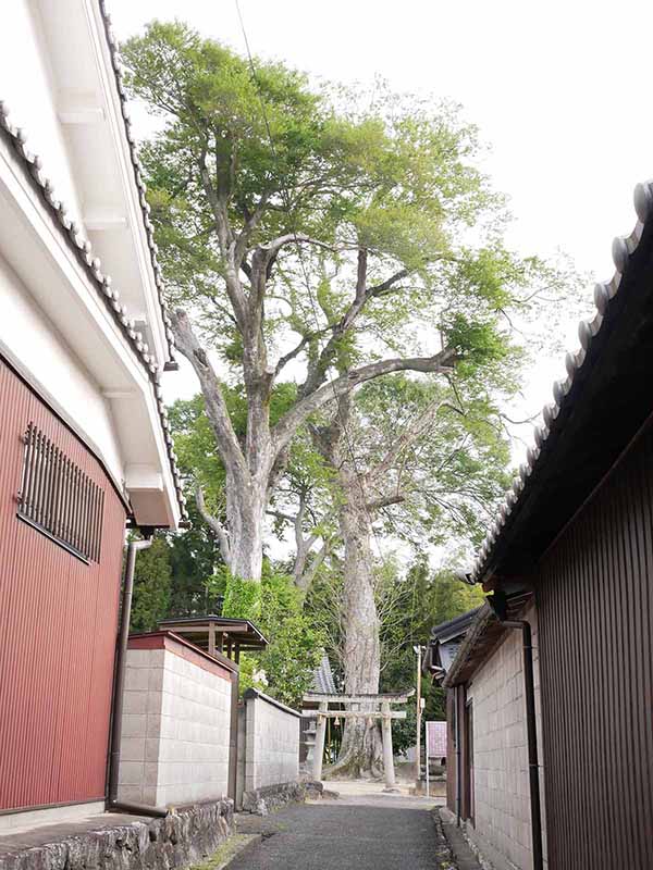 崇道神社のムクノキ