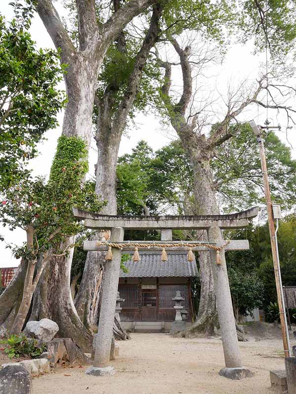 崇道神社のムクノキ