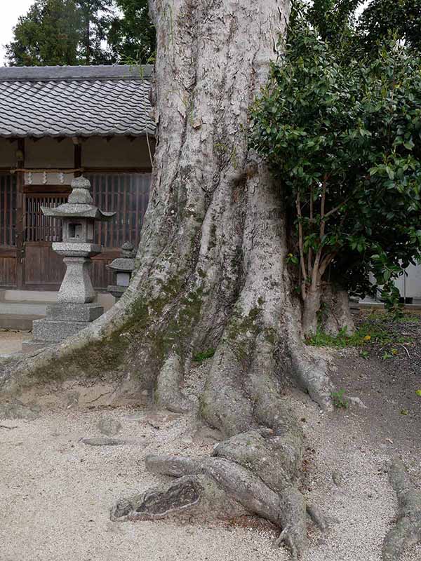 崇道神社のムクロジ