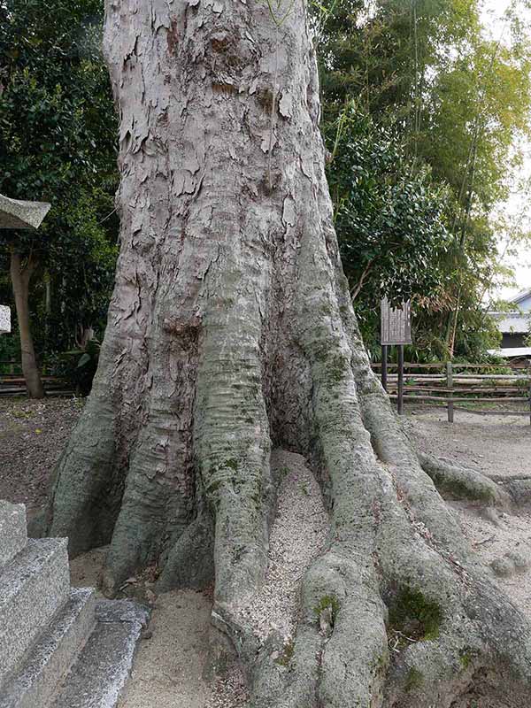 崇道神社のムクロジ