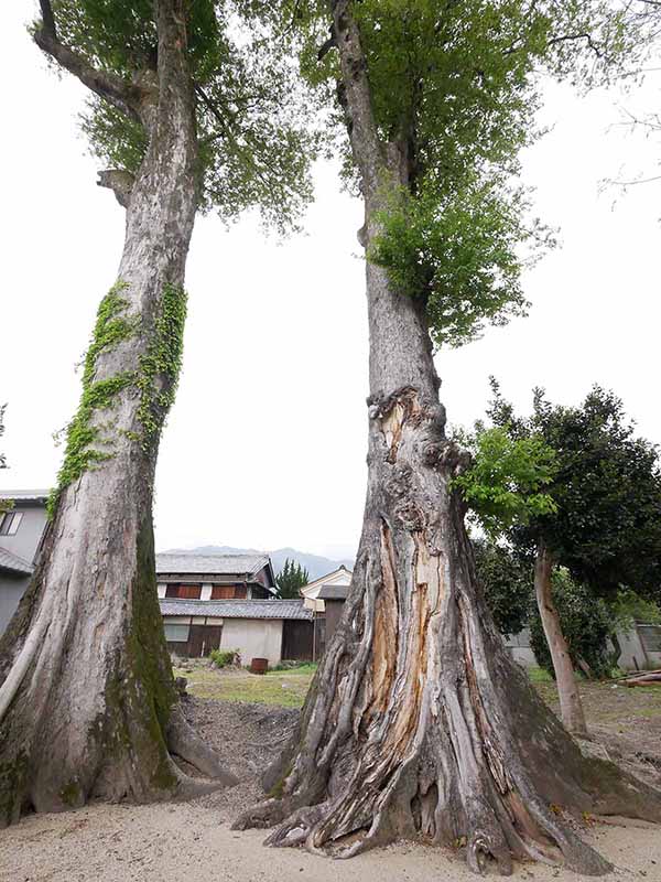 崇道神社のムクノキ