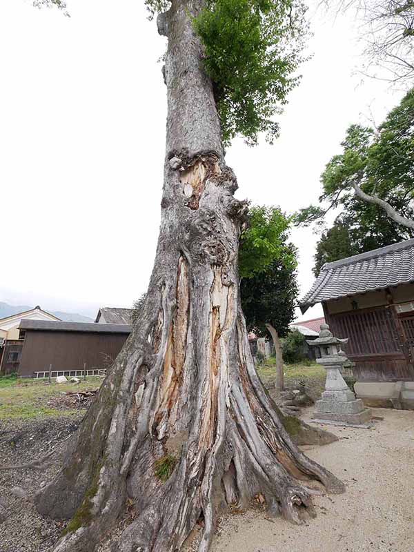 崇道神社のムクノキ