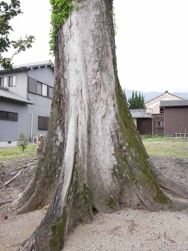 崇道神社のムクノキ