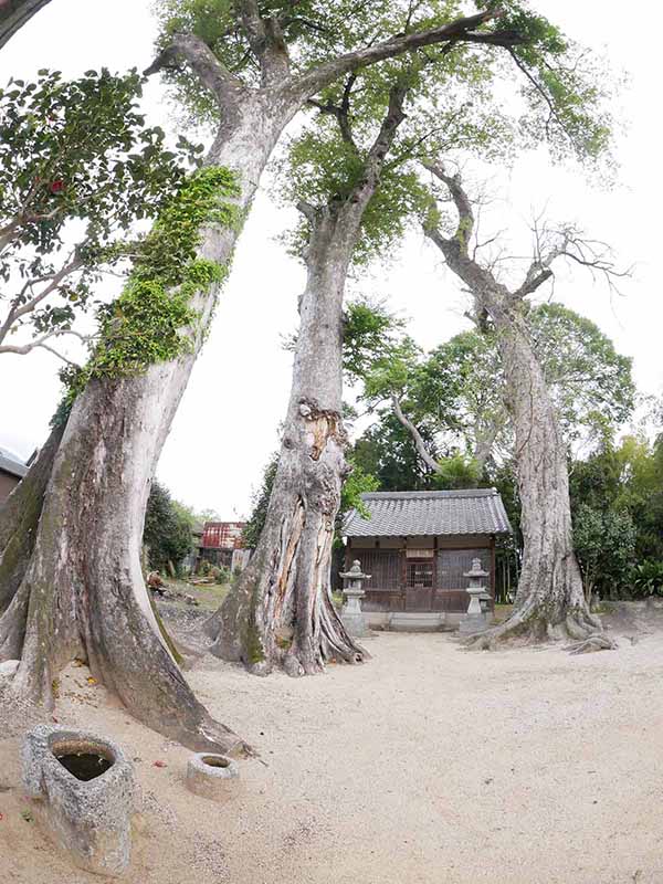 崇道神社のムクノキ