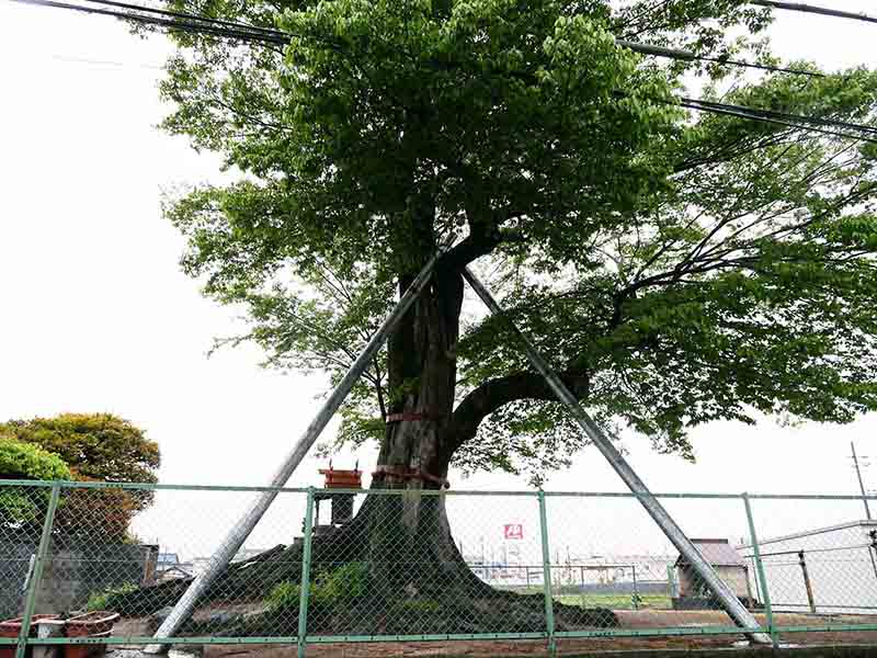 薑春日神社のムクノキ