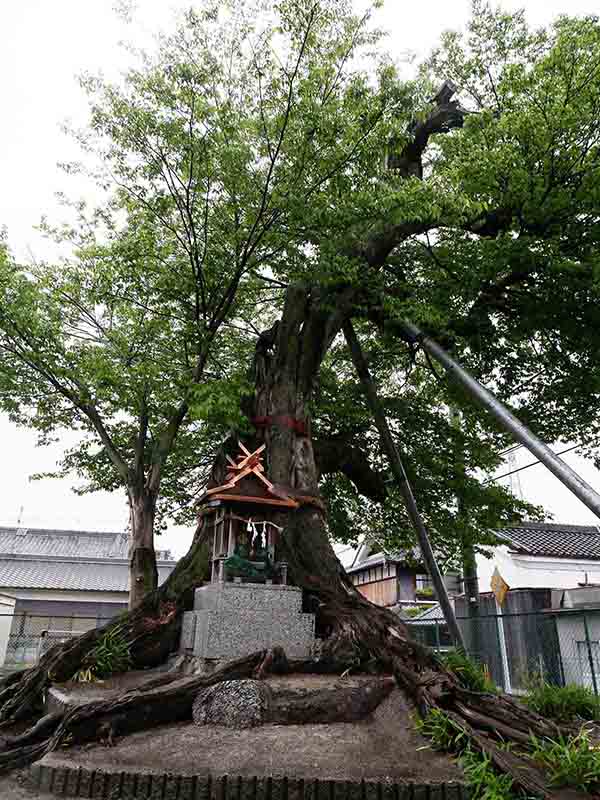 薑春日神社のムクノキ