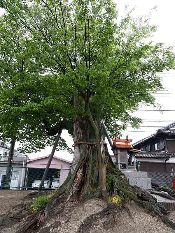 薑春日神社のムクノキ