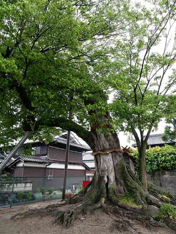 薑春日神社のムクノキ