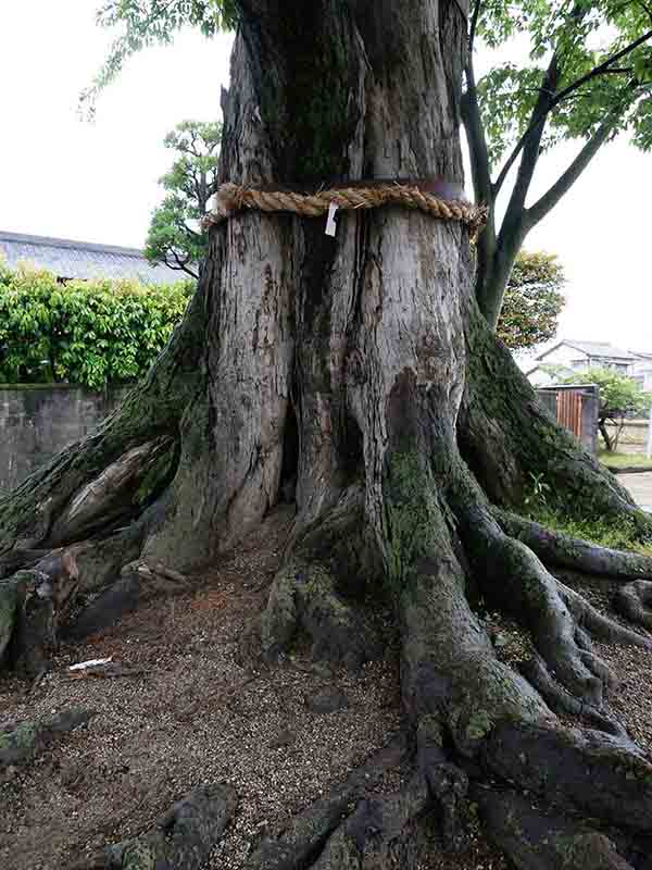 薑春日神社のムクノキ